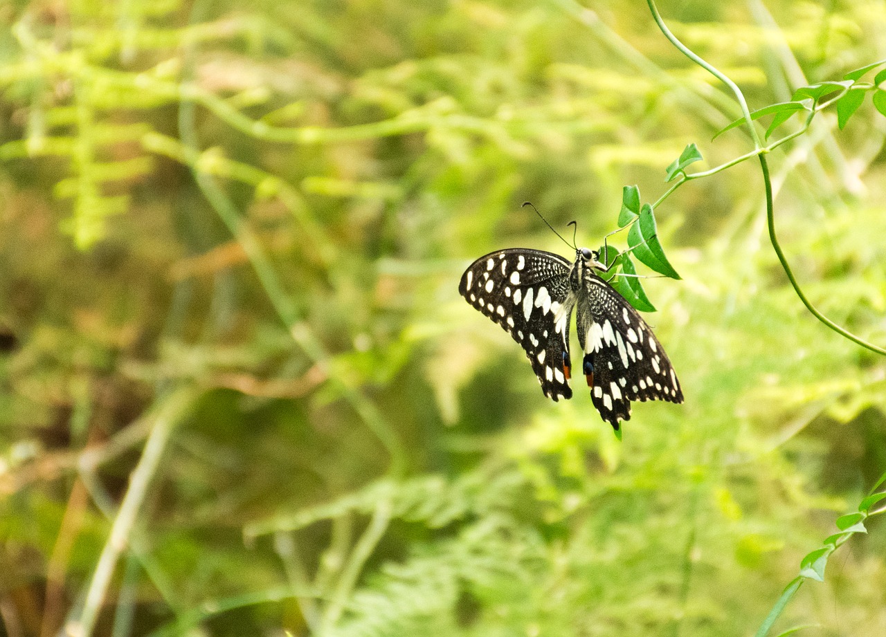 butterfly insect nature free photo