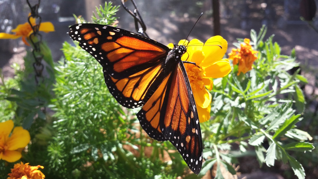 butterfly monarch flower free photo