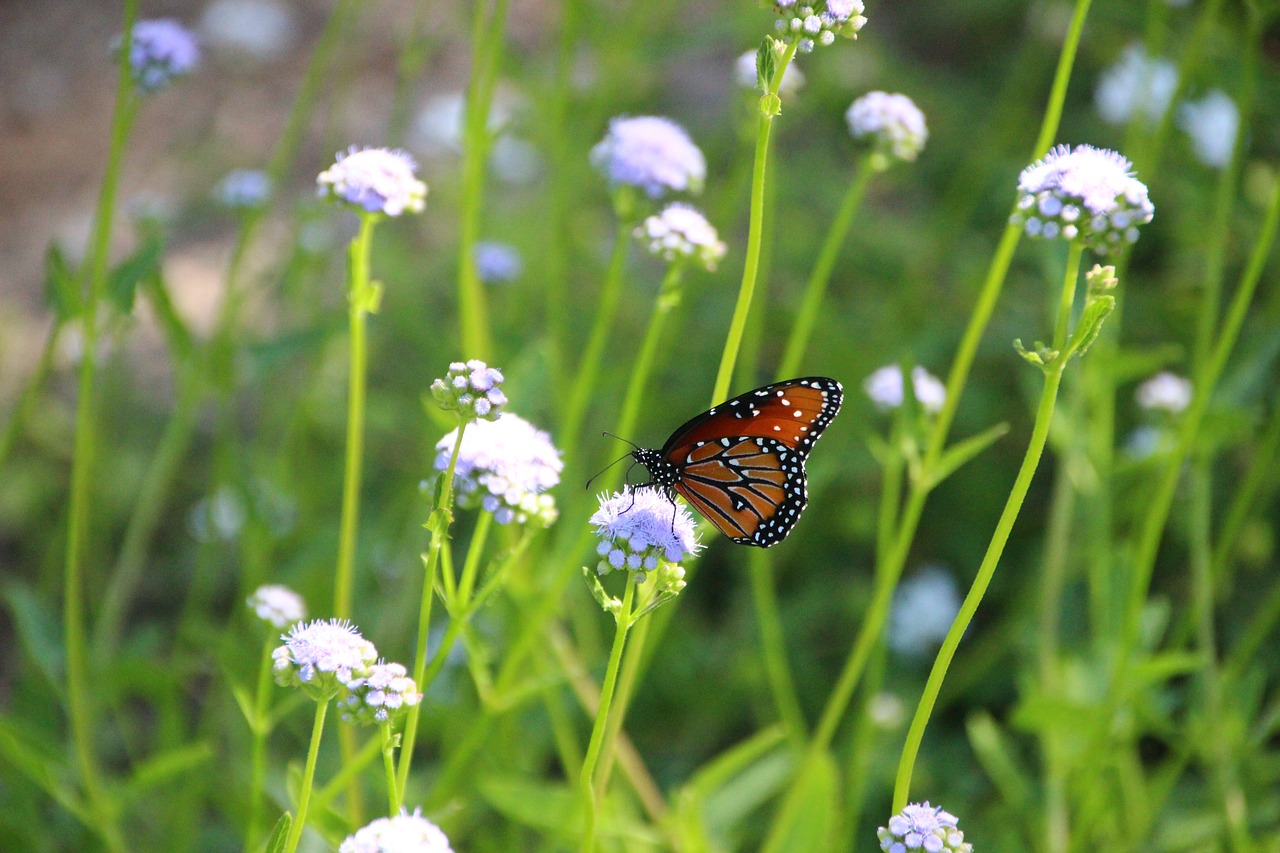 butterfly flower spring free photo