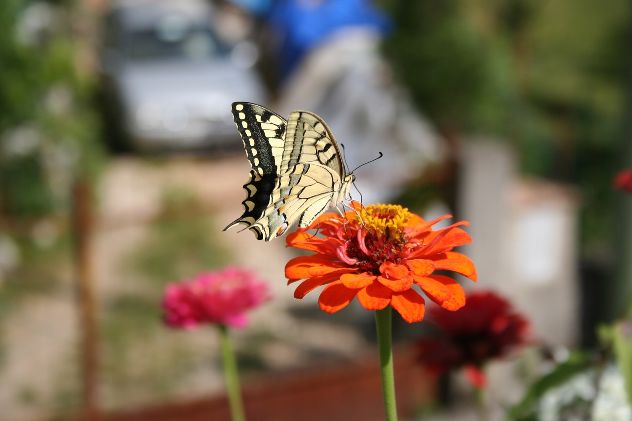 butterfly flower nature free photo