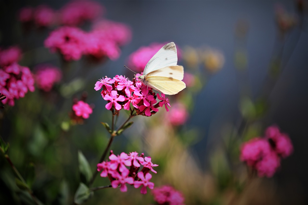 butterfly flowers insects free photo