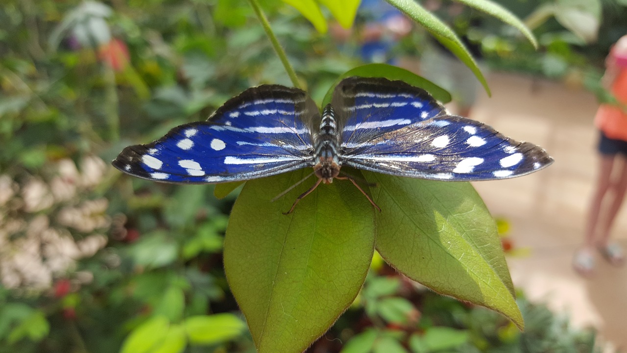 butterfly nature green free photo