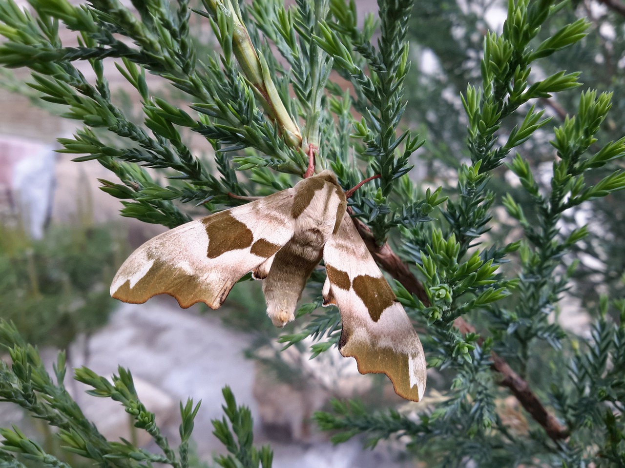 butterfly nature garden free photo