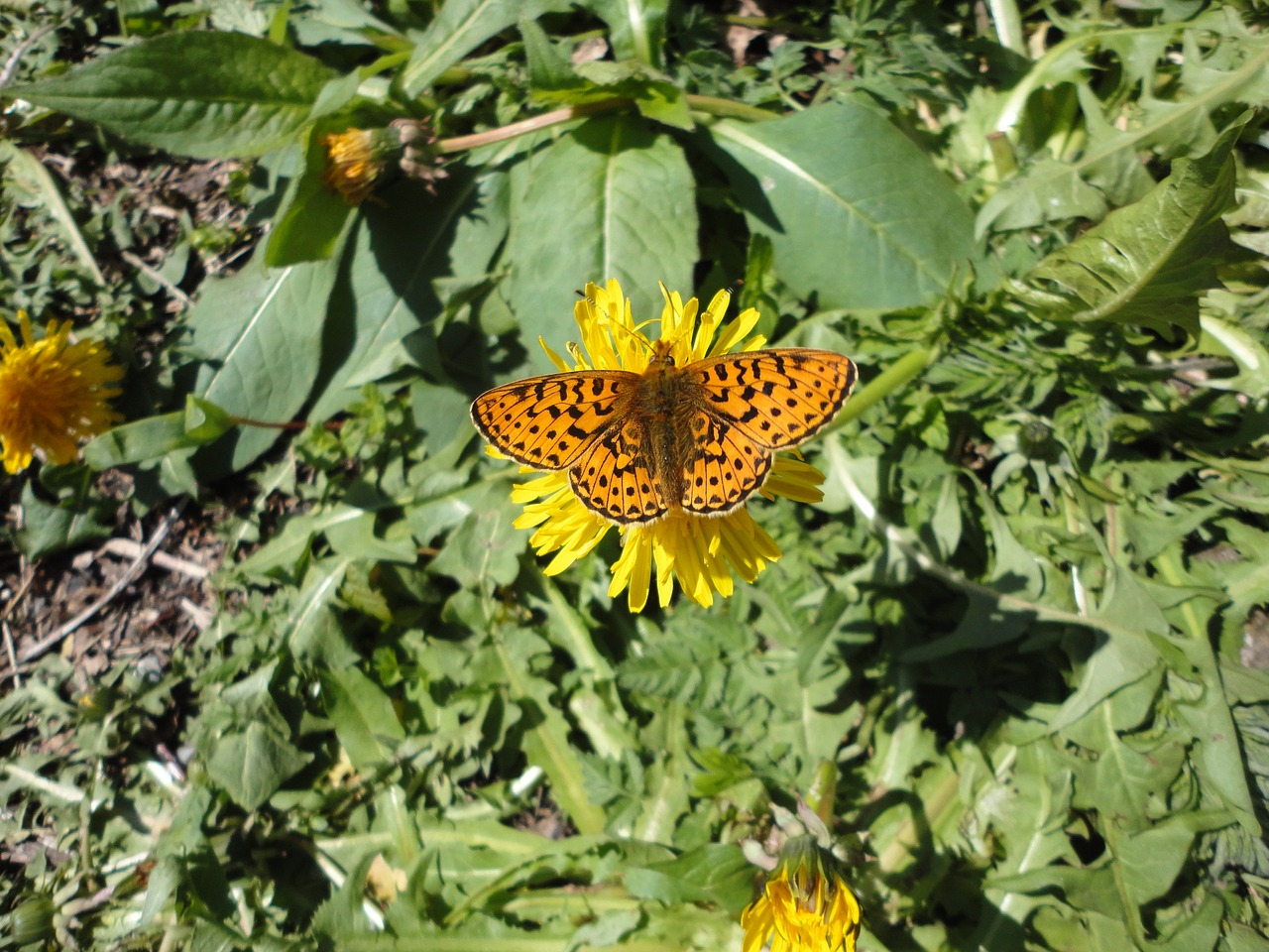 butterfly spring close free photo