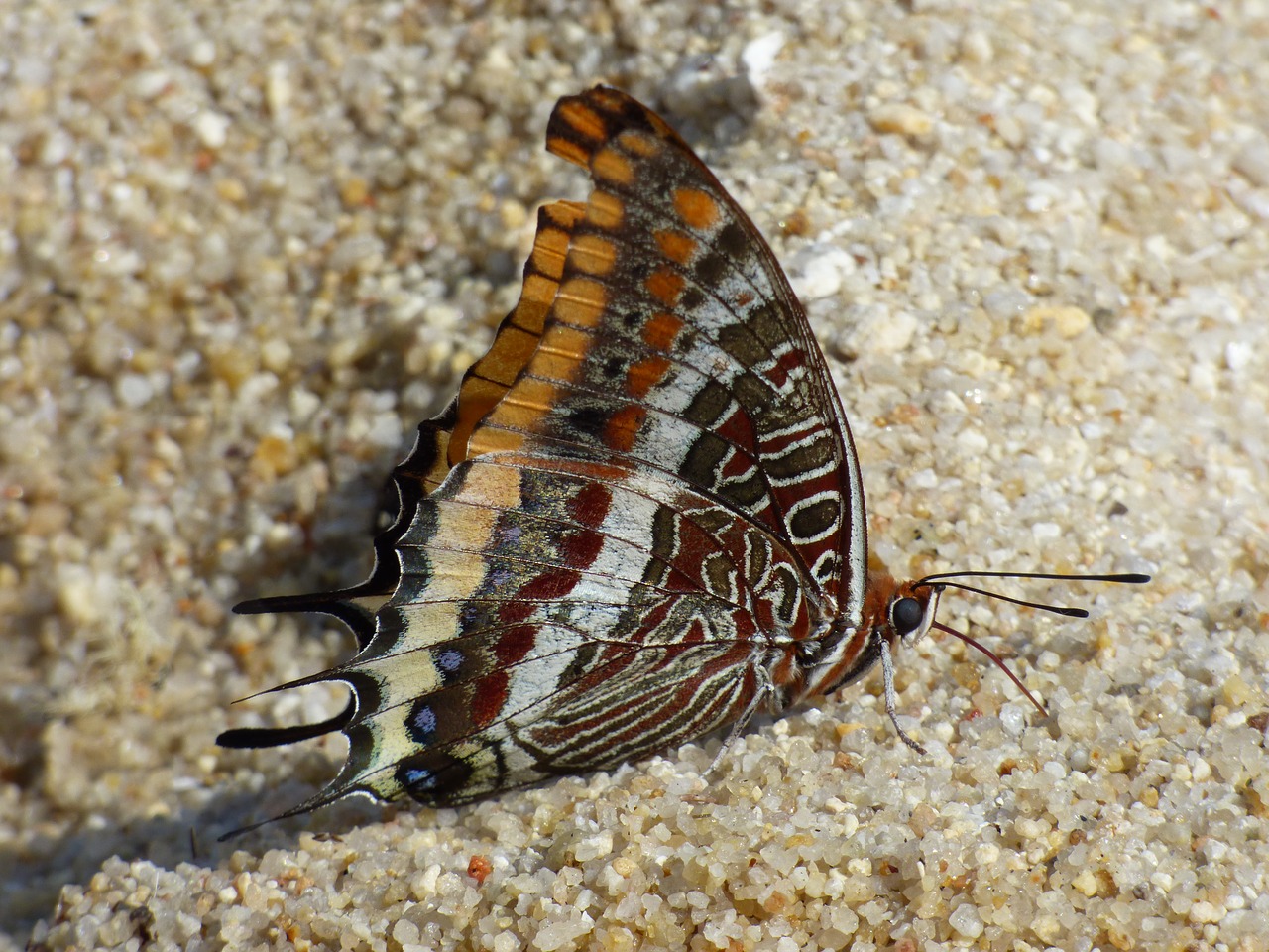 butterfly beach sand free photo