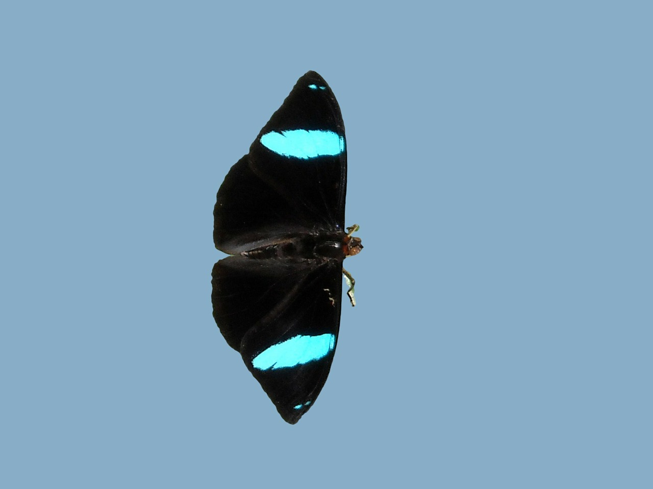 butterfly butterfly park black butterfly with blue free photo