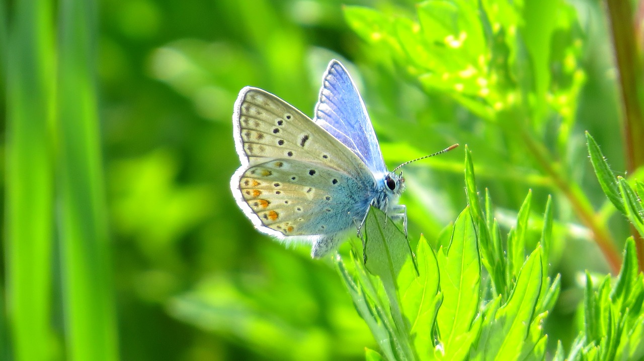 butterfly nature insect free photo