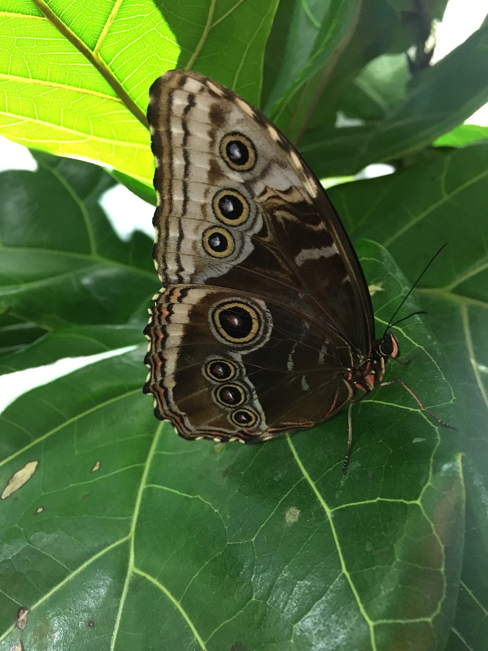 butterfly nature wing free photo