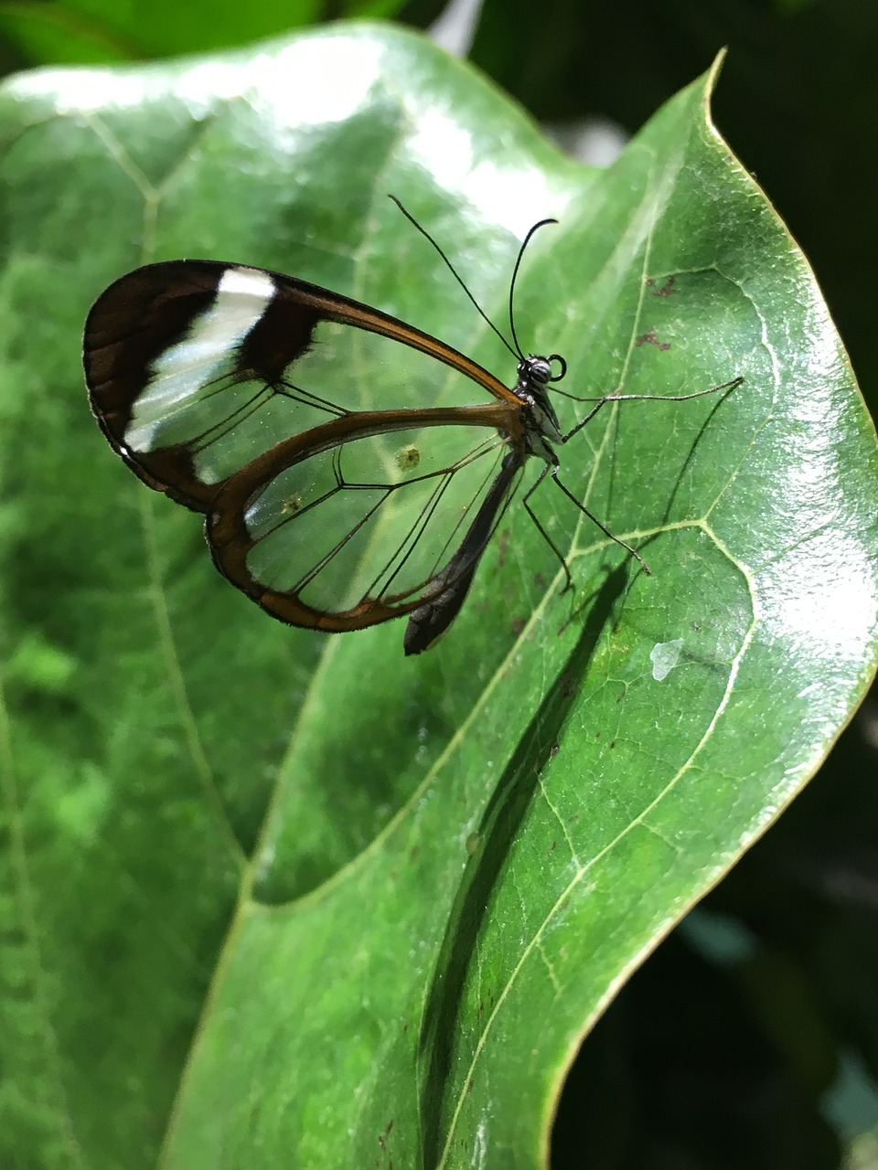 butterfly nature wing free photo