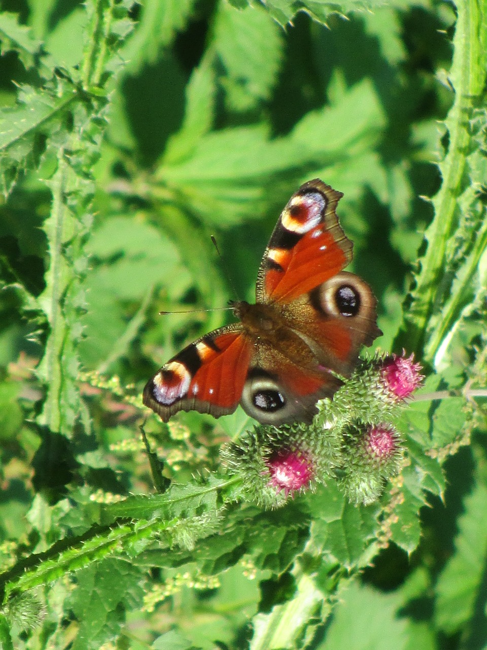 butterfly thistles nature free photo