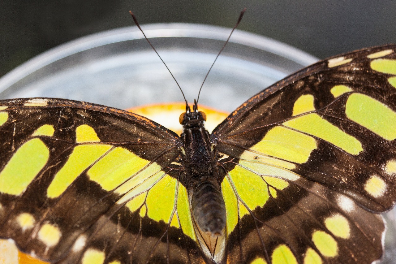 butterfly exotic tropics free photo