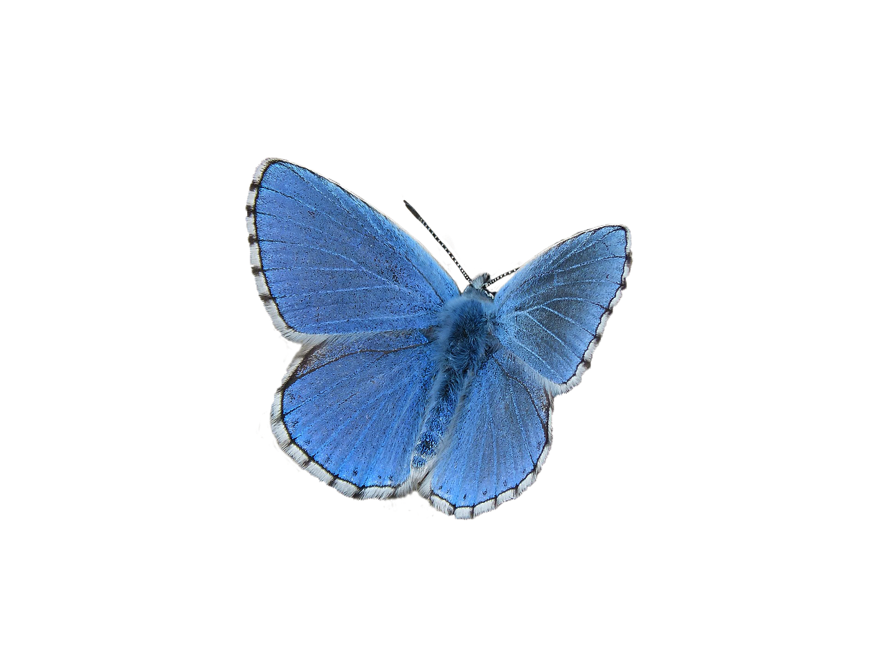 butterfly blue blue butterfly free photo
