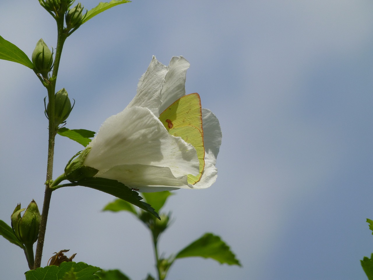 butterfly flower spring free photo