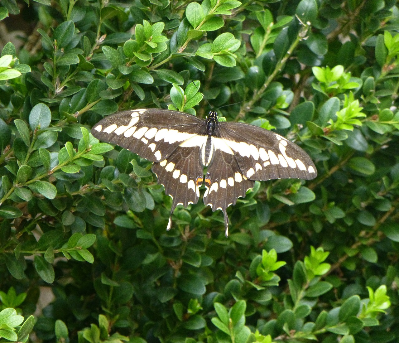 butterfly plant black free photo