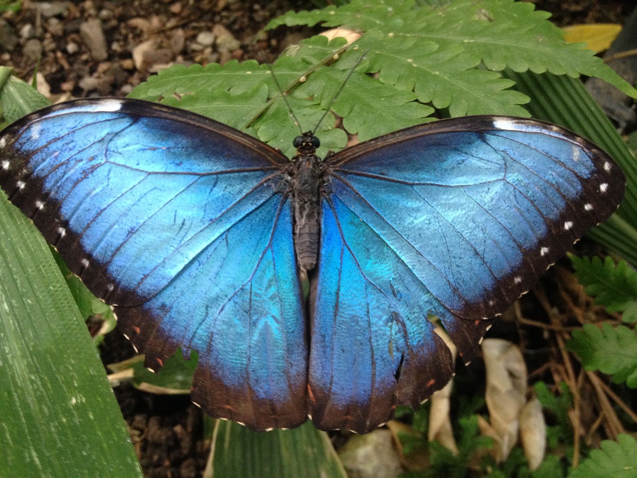 butterfly insect invertebrate free photo