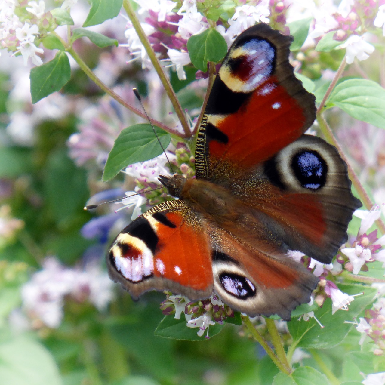 butterfly peacock butterfly flowers free photo