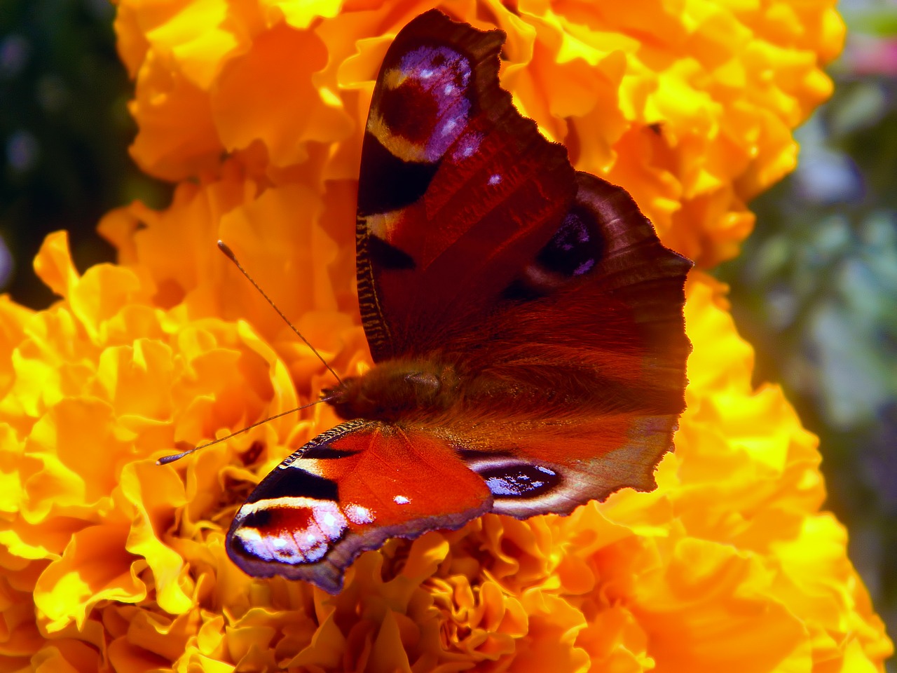 butterfly brown hairy free photo