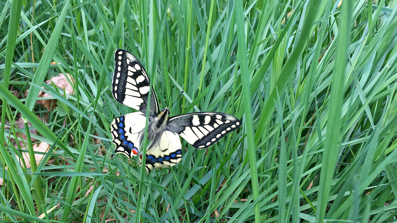 butterfly meadow green free photo