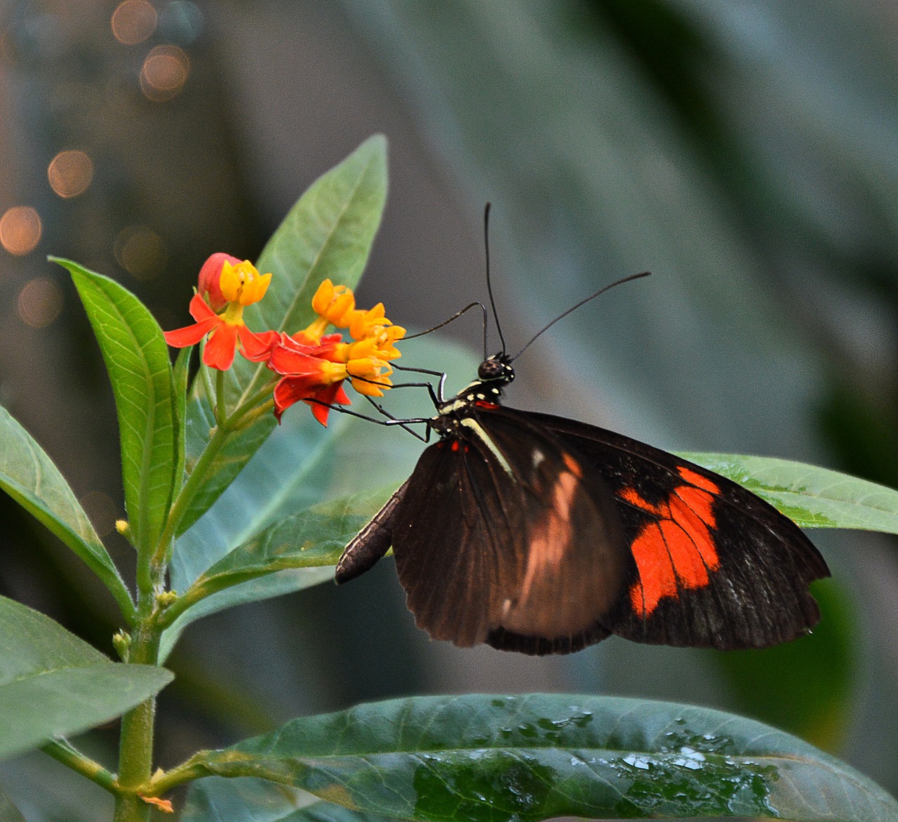 butterfly black orange wing free photo