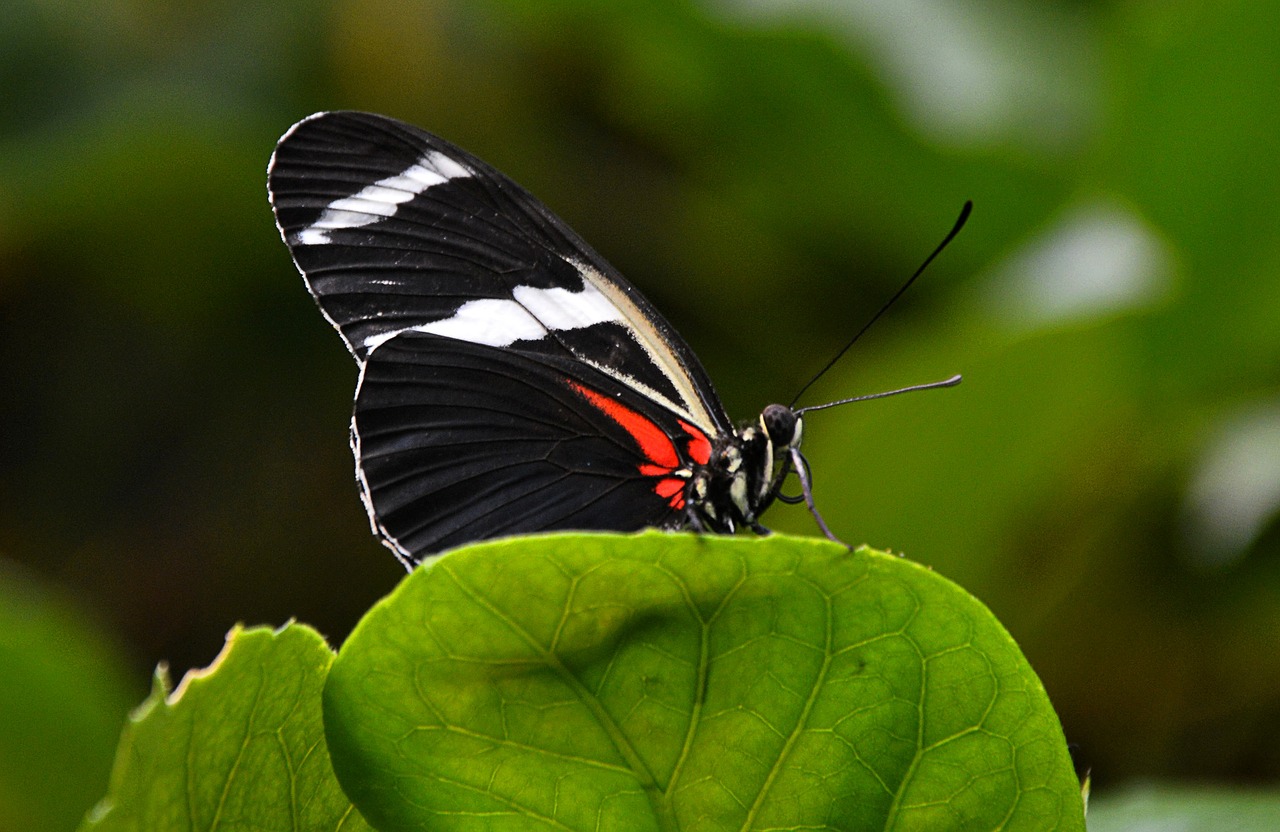 butterfly black-white leaf free photo