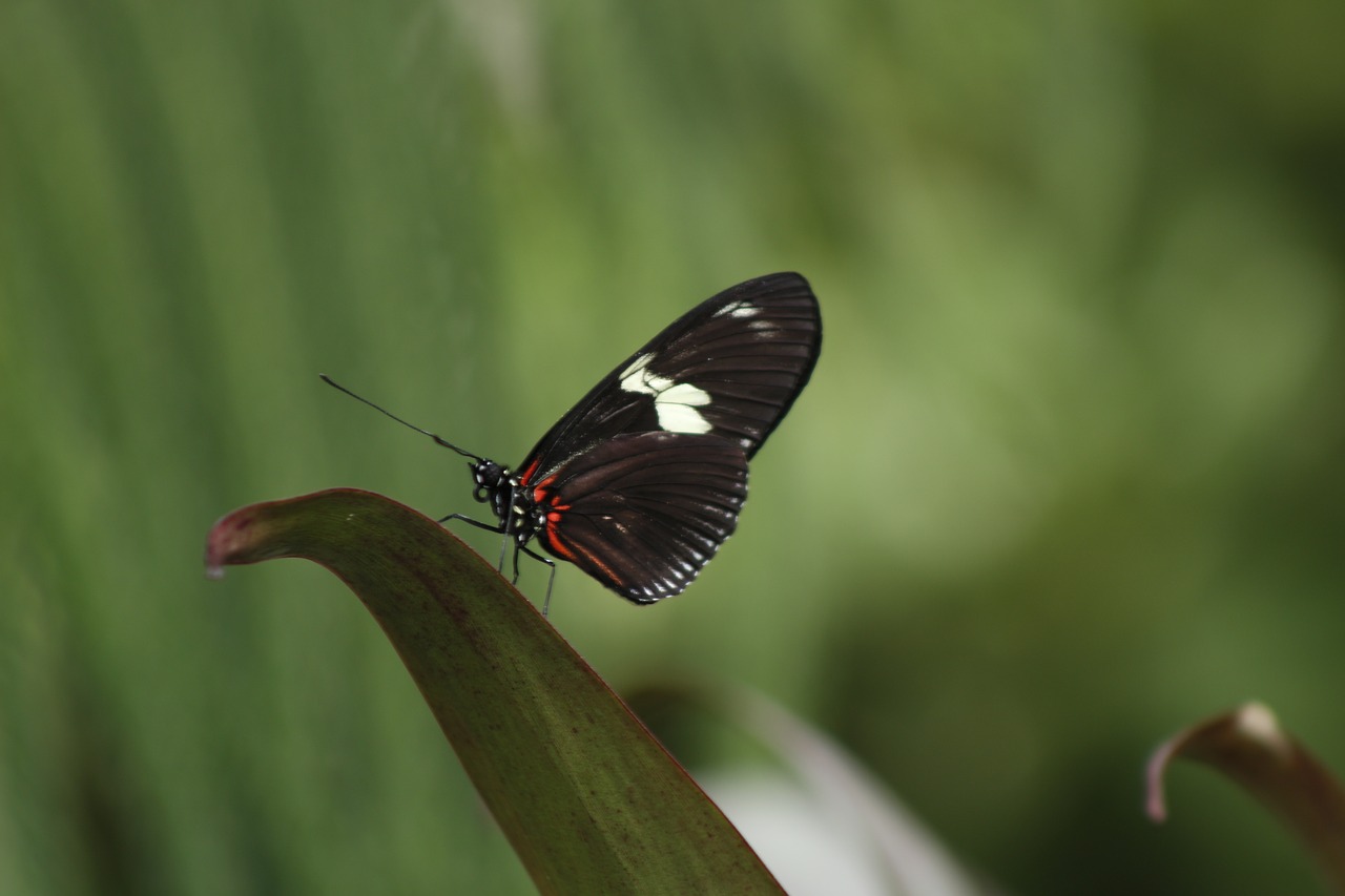 butterfly nature spring free photo