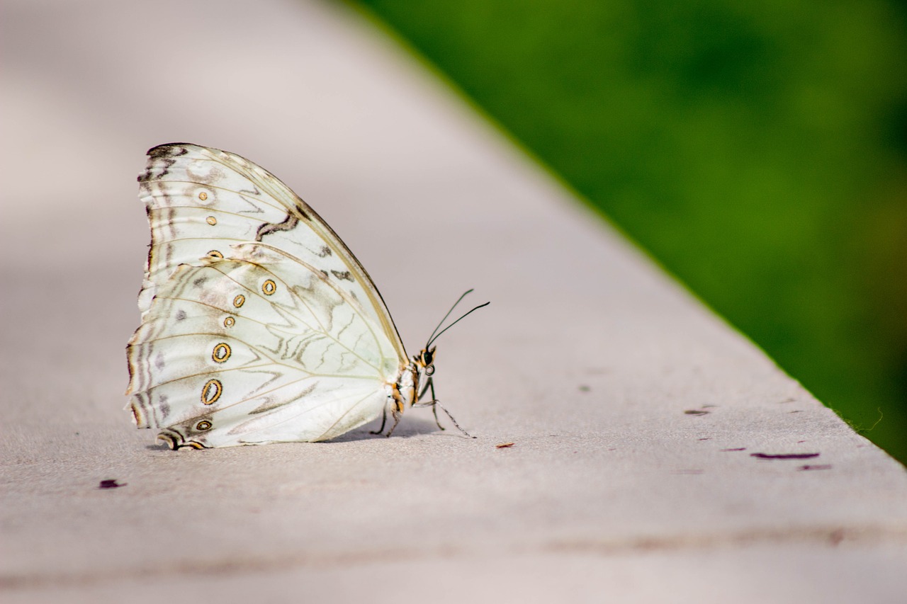 butterfly nature spring free photo