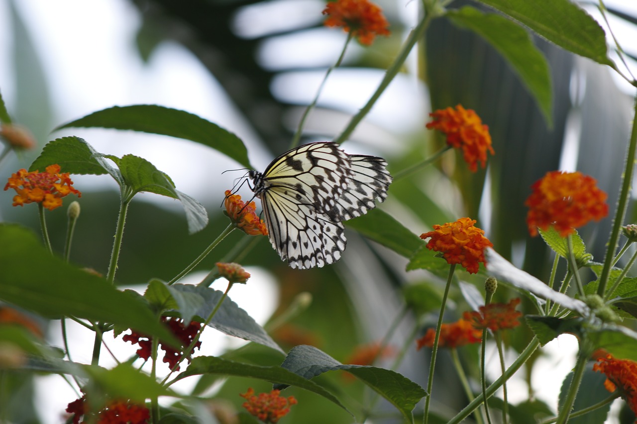 butterfly nature spring free photo