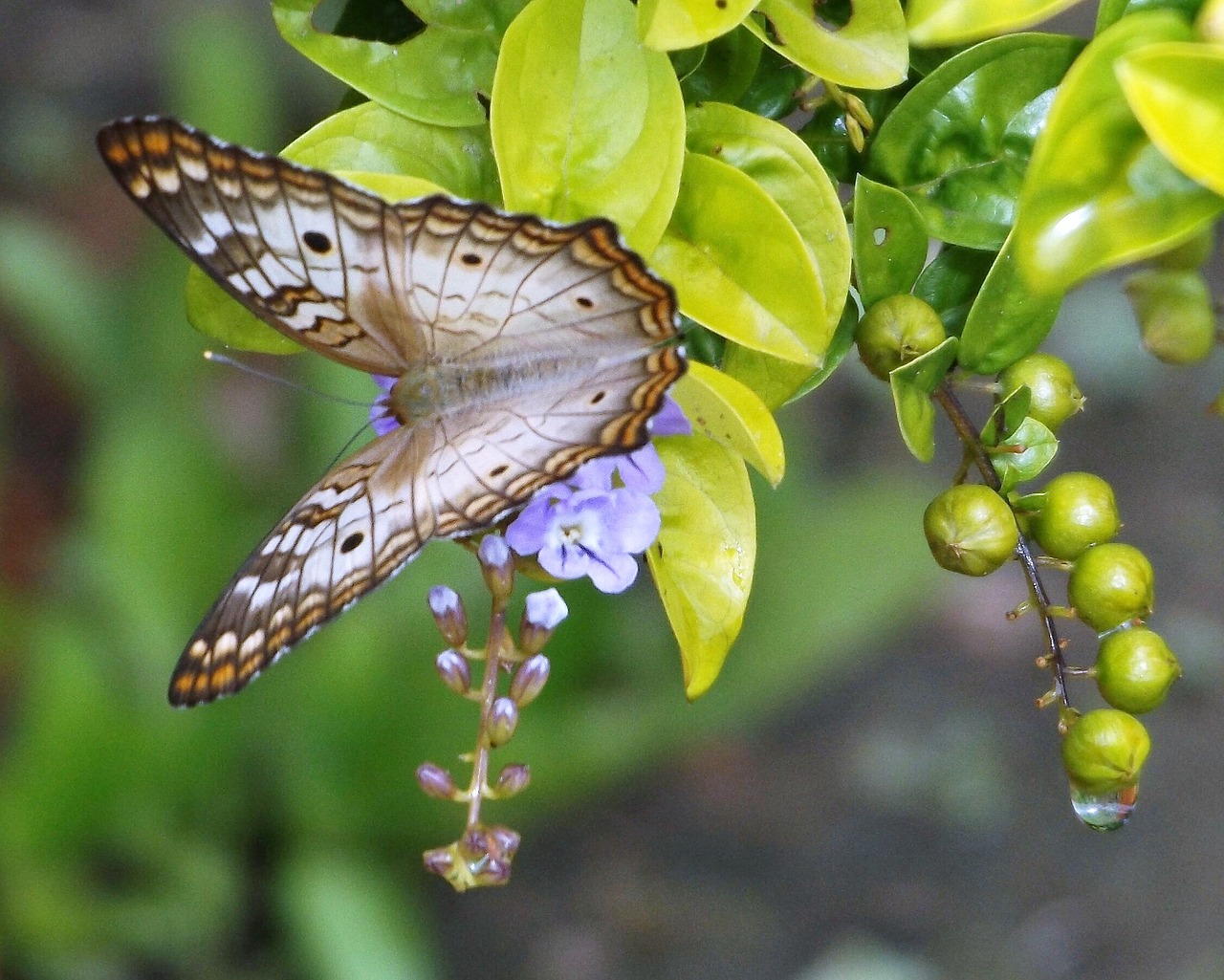 butterfly and drop free photo