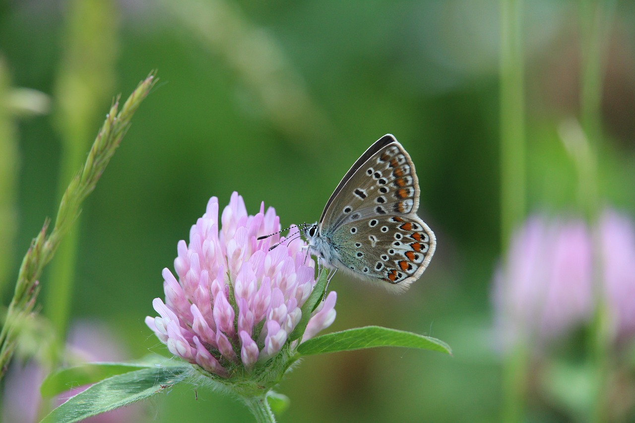 butterfly blossom bloom free photo