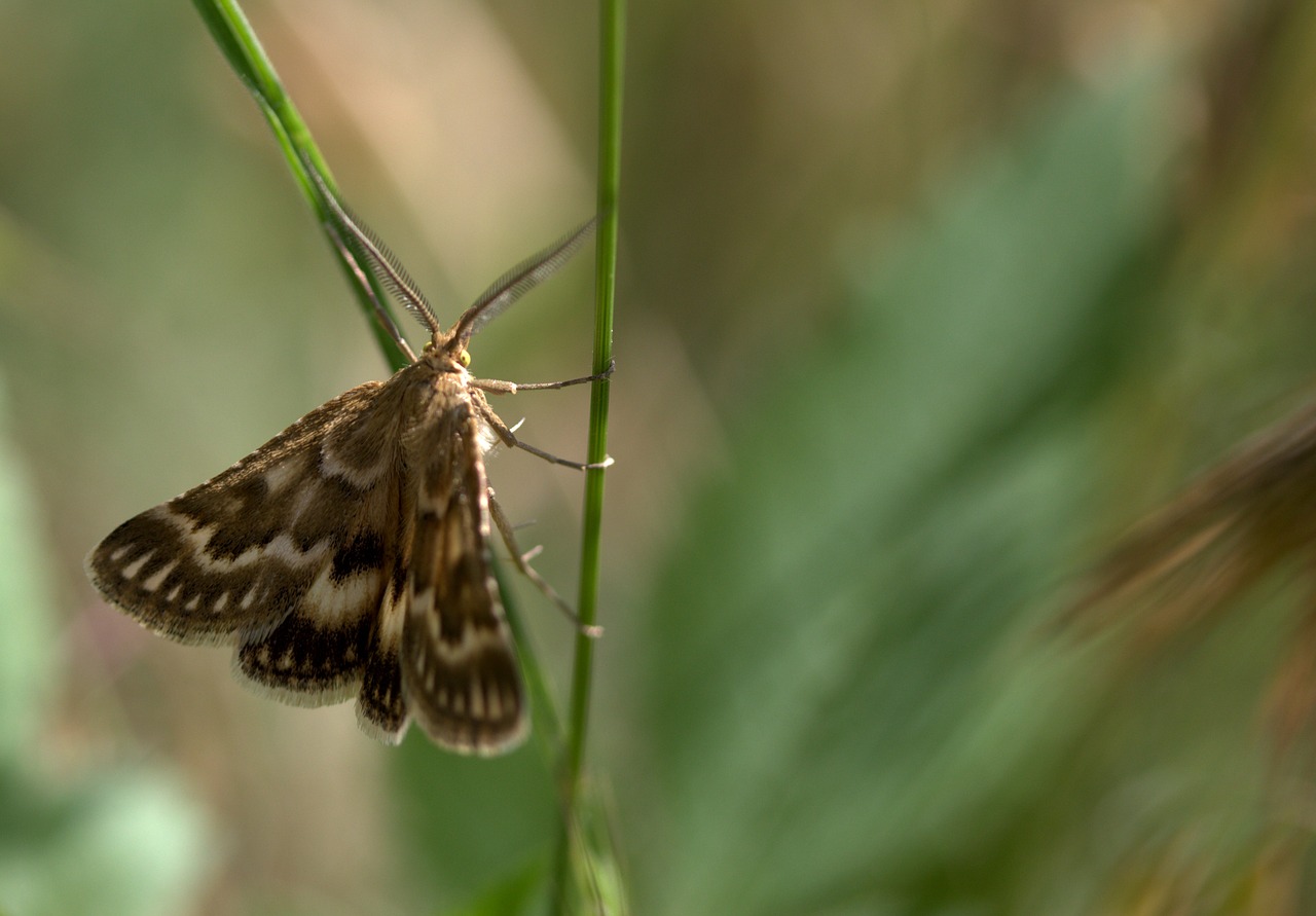 butterfly spike insecta free photo