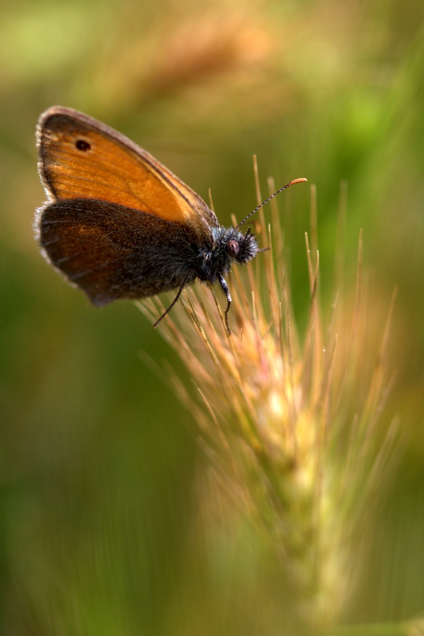 butterfly spike red free photo