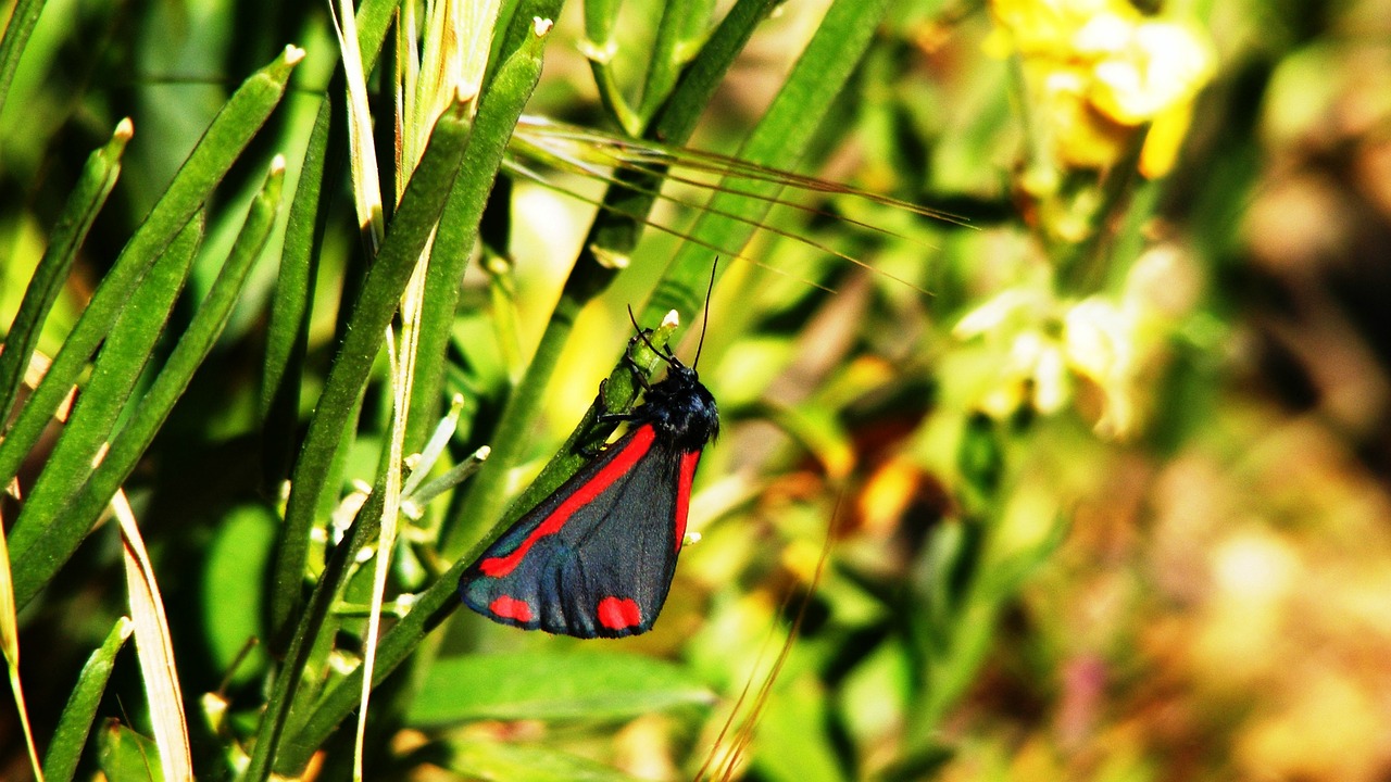 butterfly insects nature free photo