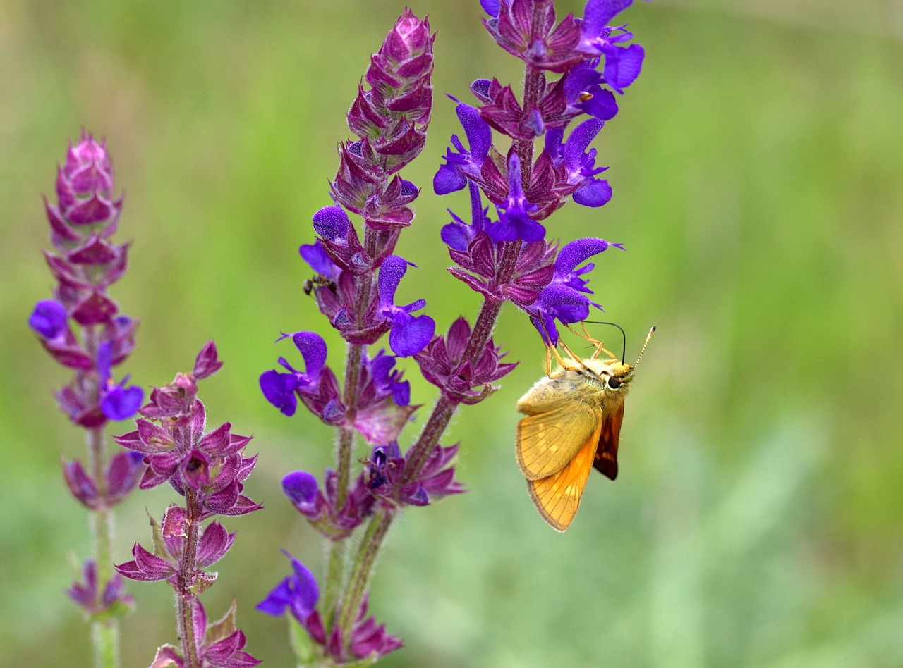 butterfly orange flower free photo