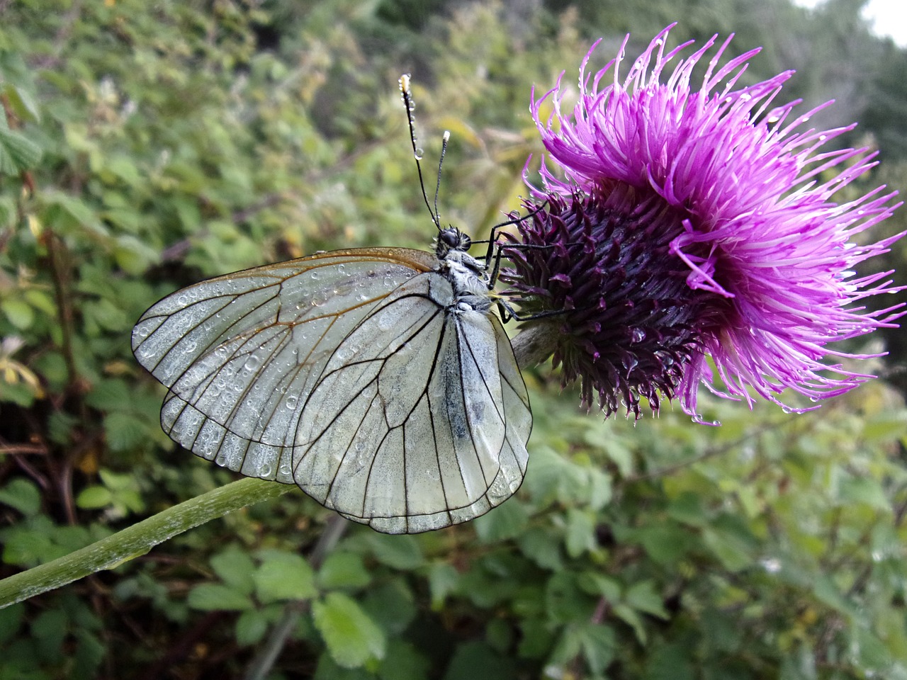 butterfly gassed thistle free photo