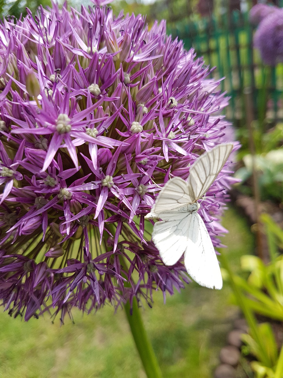 butterfly decorative garlic flowers free photo