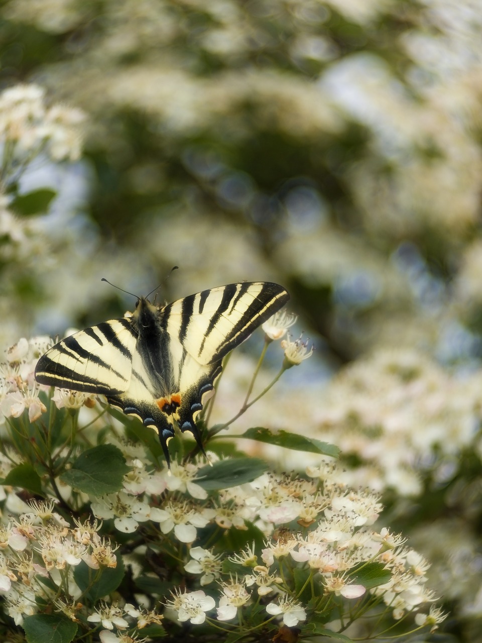 butterfly spring nature free photo