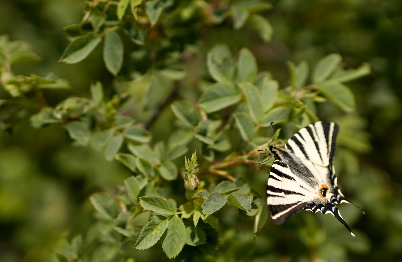 butterfly nature green free photo