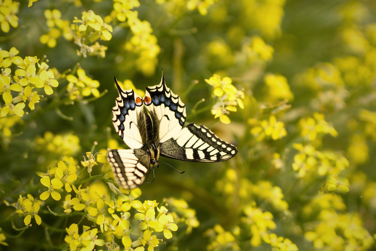 butterfly yellow swallowtail free photo