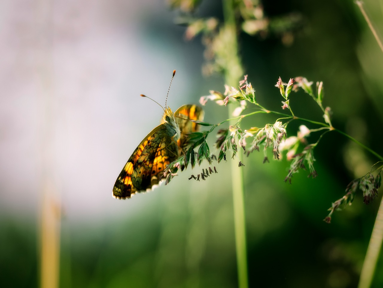 butterfly insect plant free photo