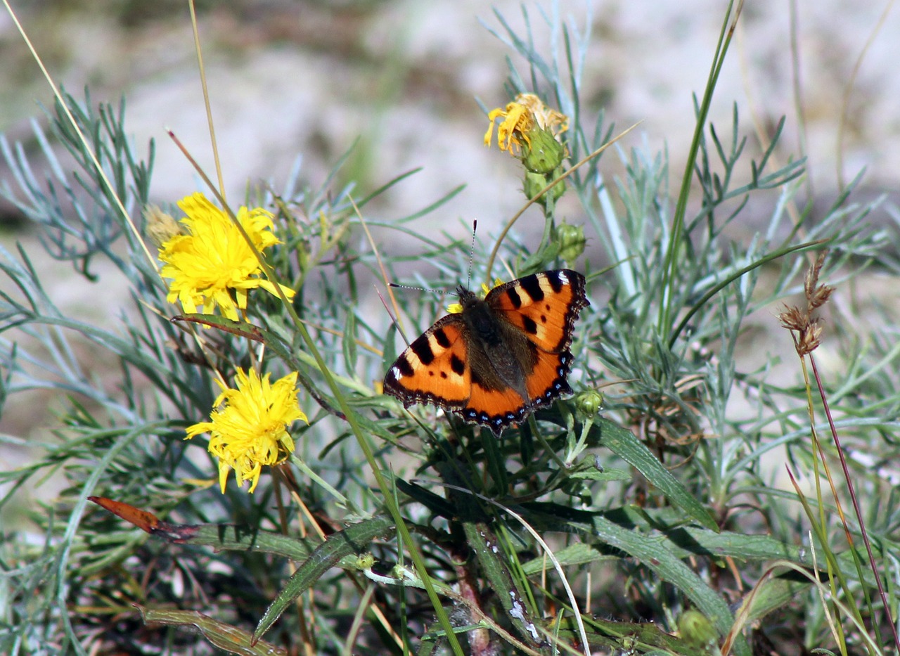 butterfly insect nature free photo