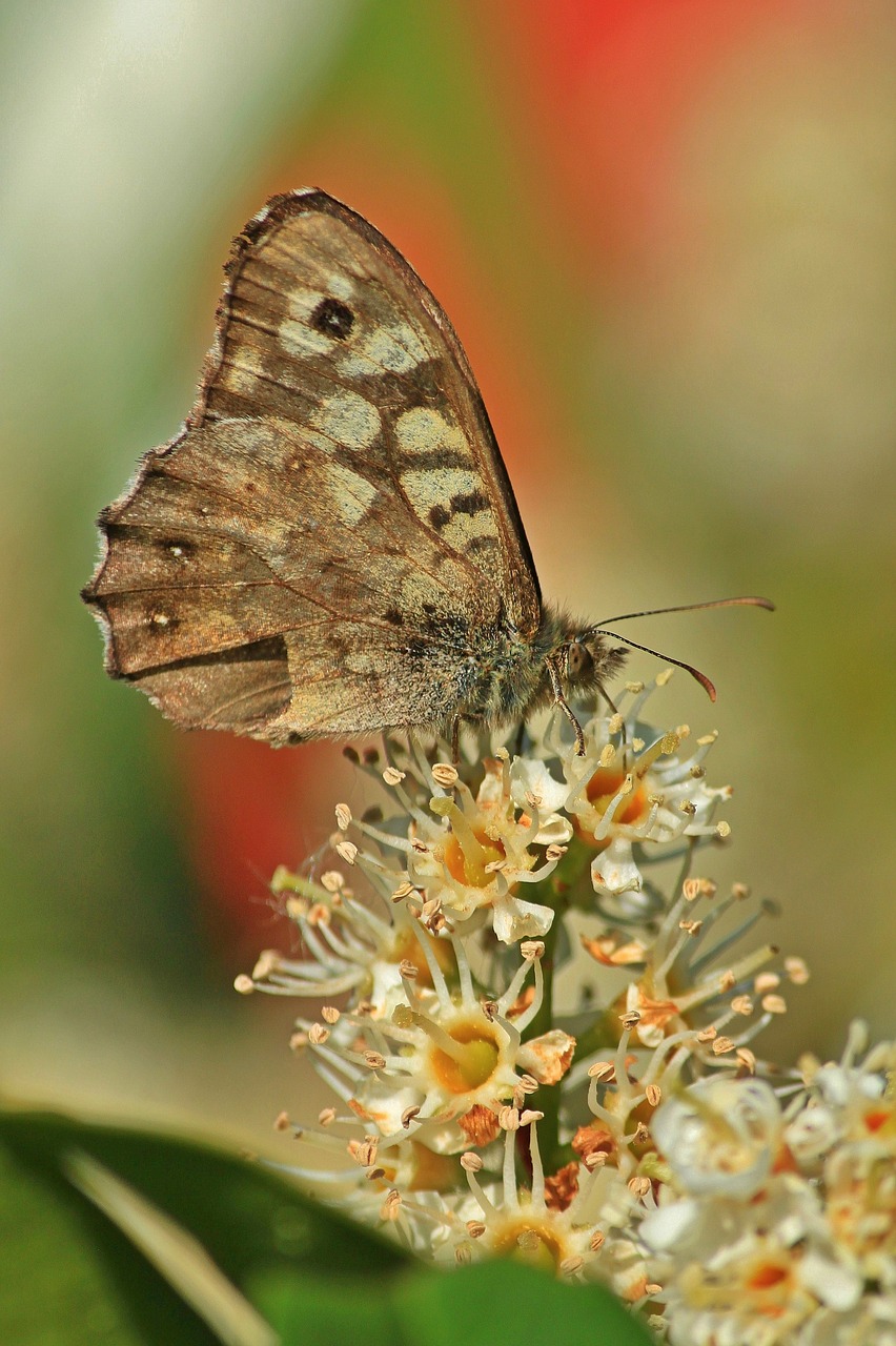 butterfly butterflies insect free photo