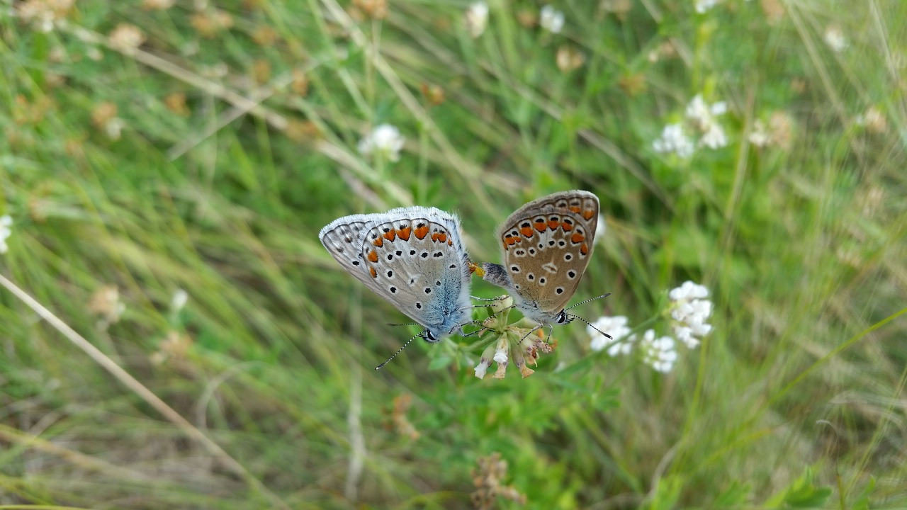 butterfly butterflies insect free photo