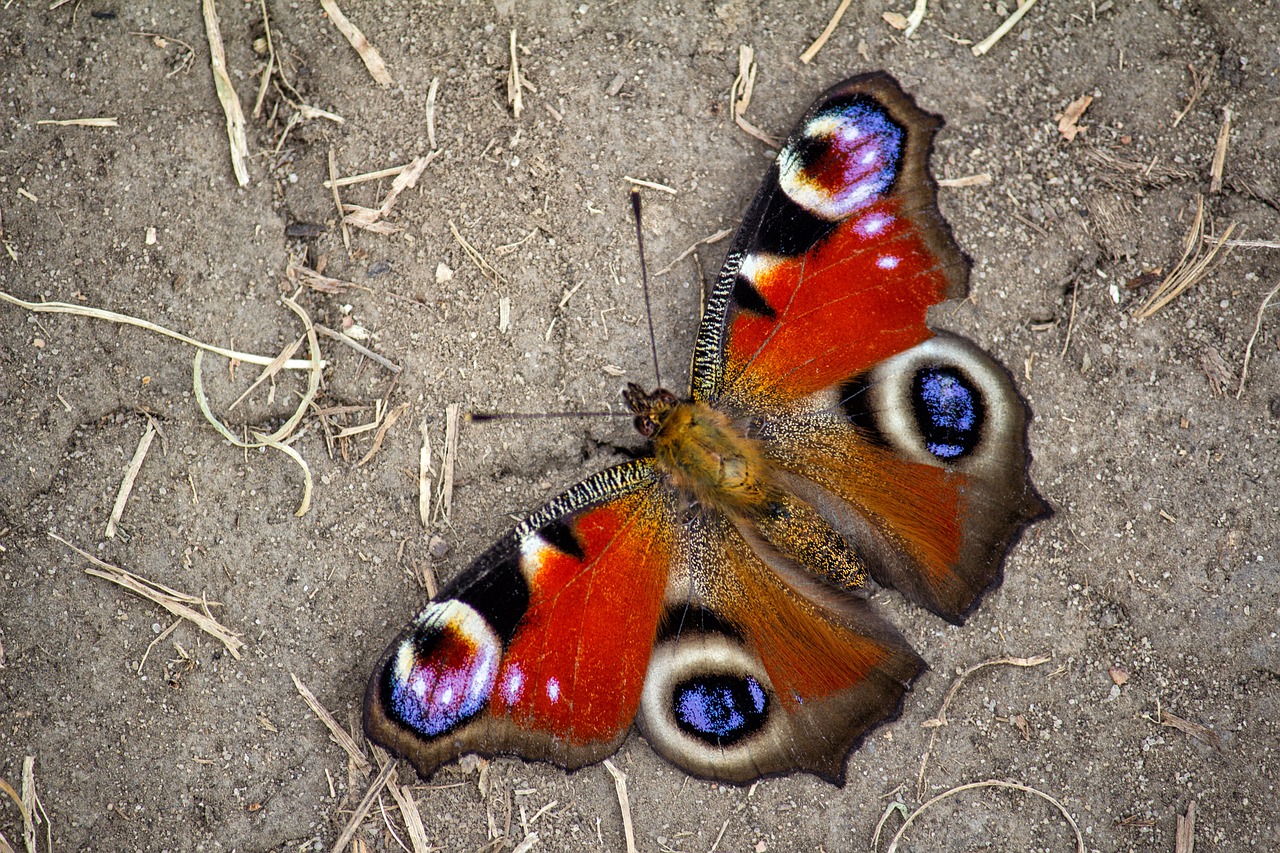 butterfly road nature free photo