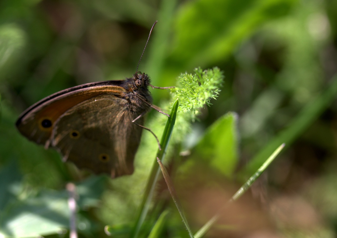 butterfly plant brown free photo