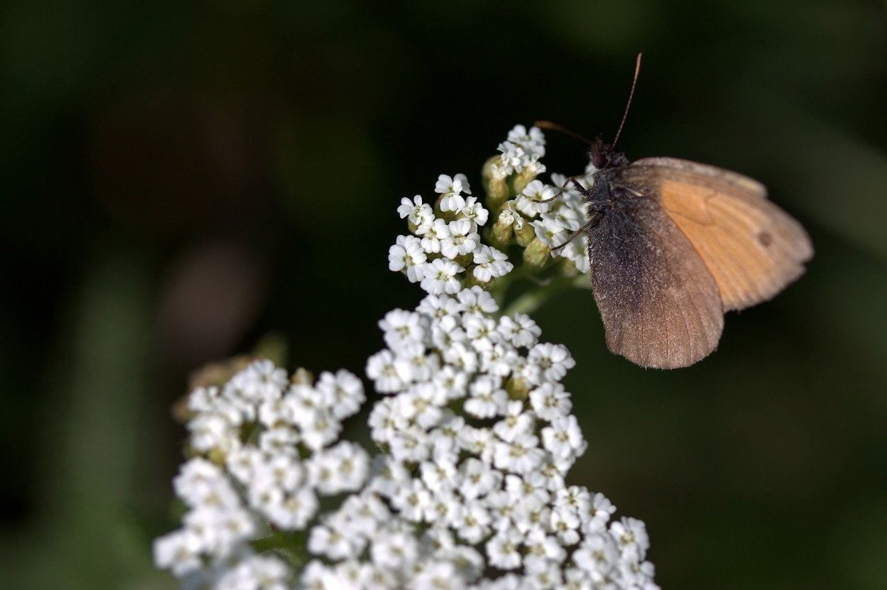 butterfly plant brown free photo