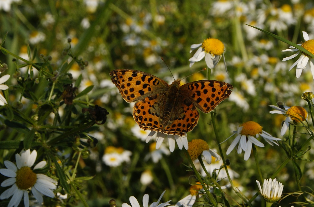 butterfly nature meadow free photo