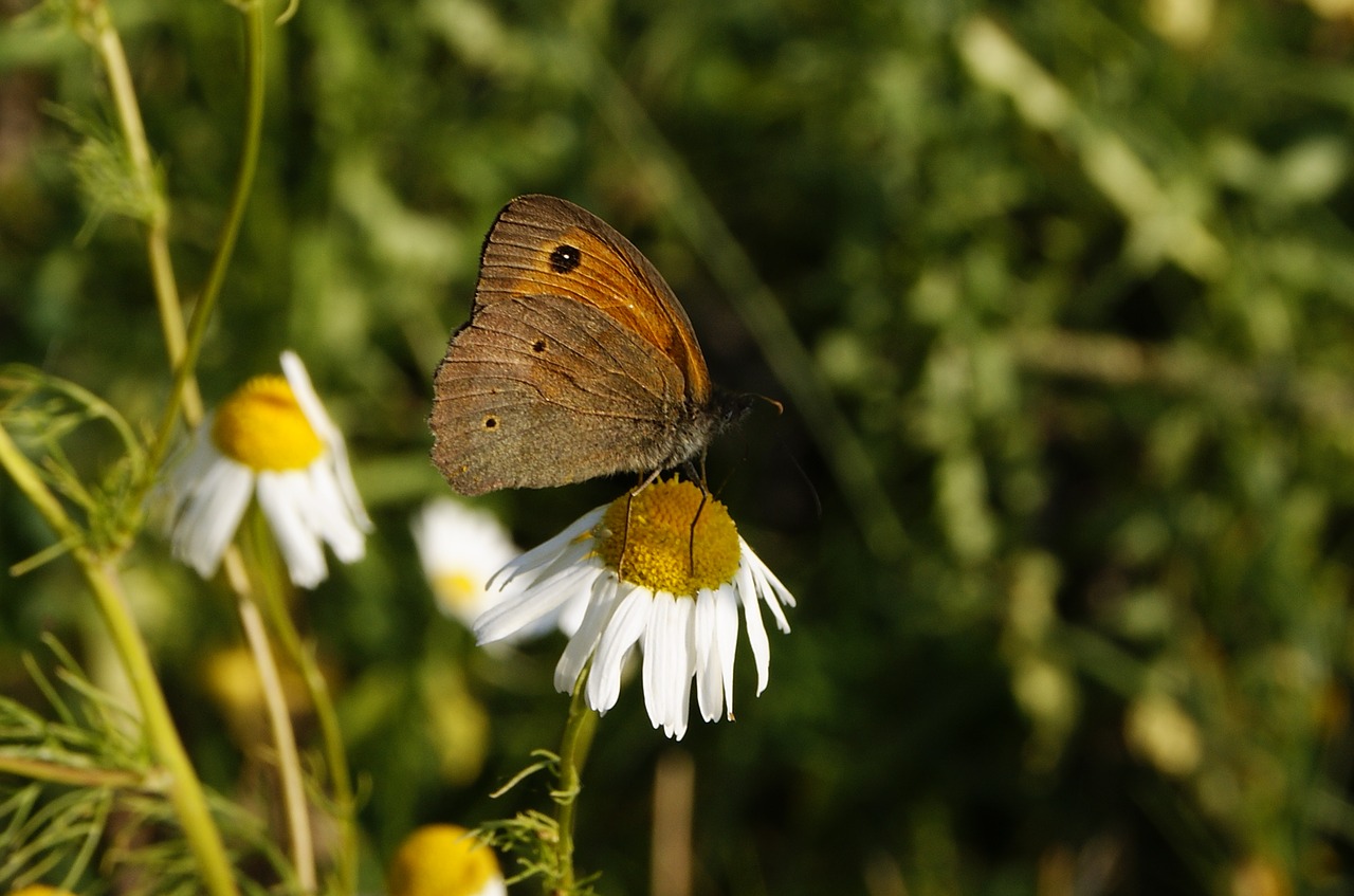 butterfly nature macro free photo