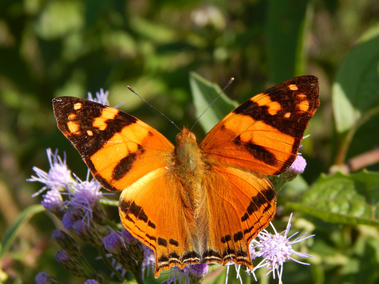 butterfly lepidoptera insect free photo