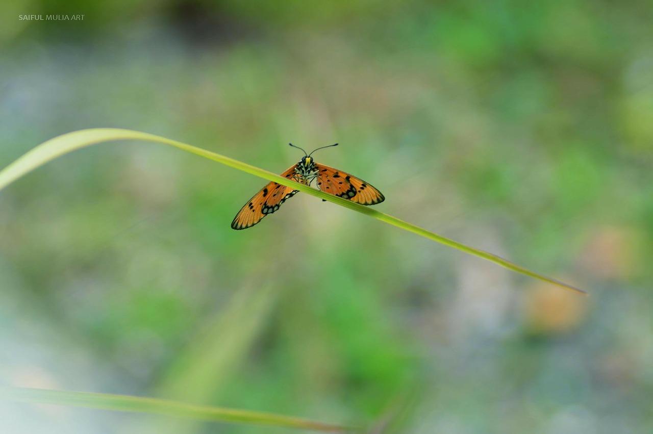 butterfly blade of grass grass free photo