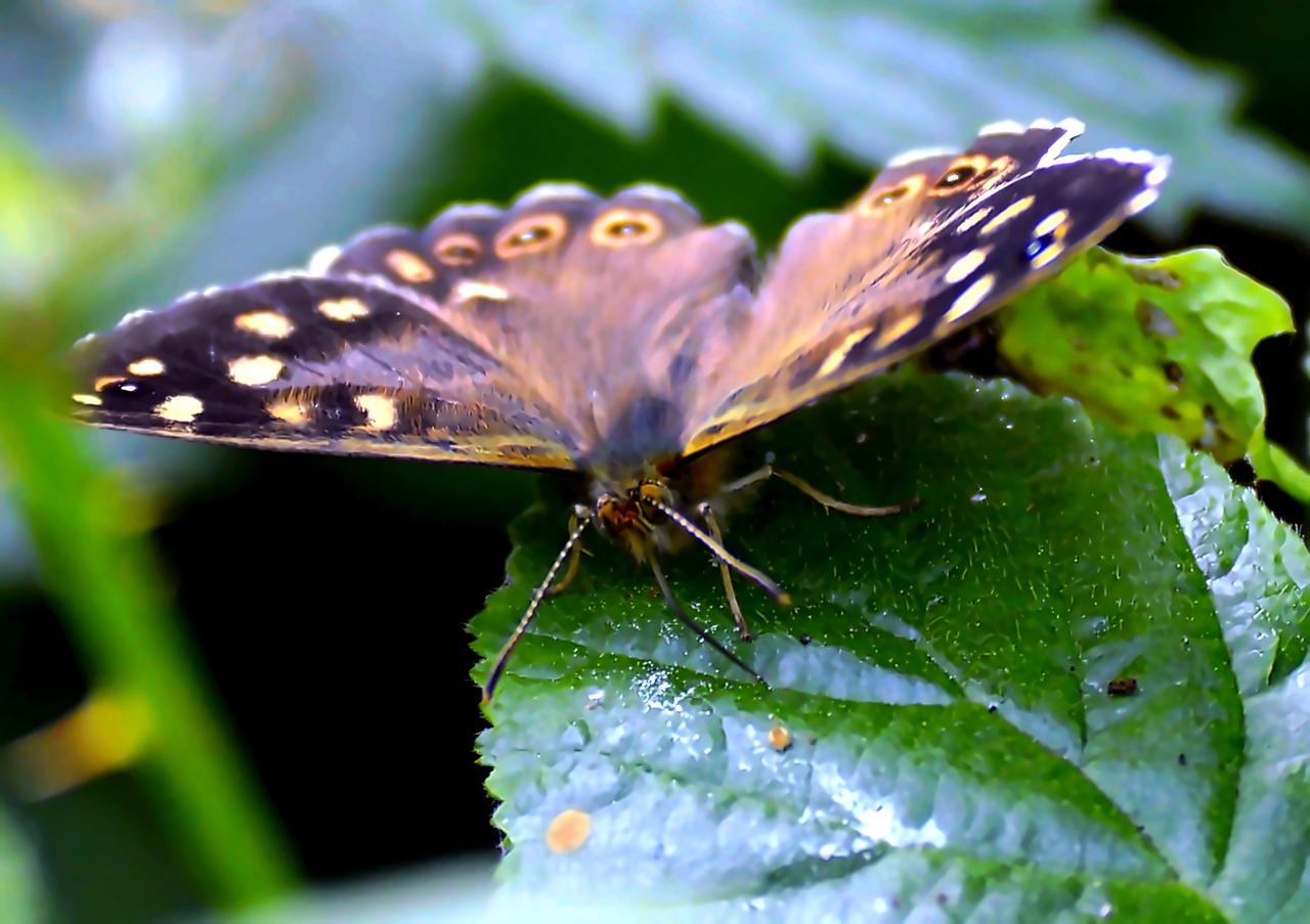 butterfly brown leaf free photo